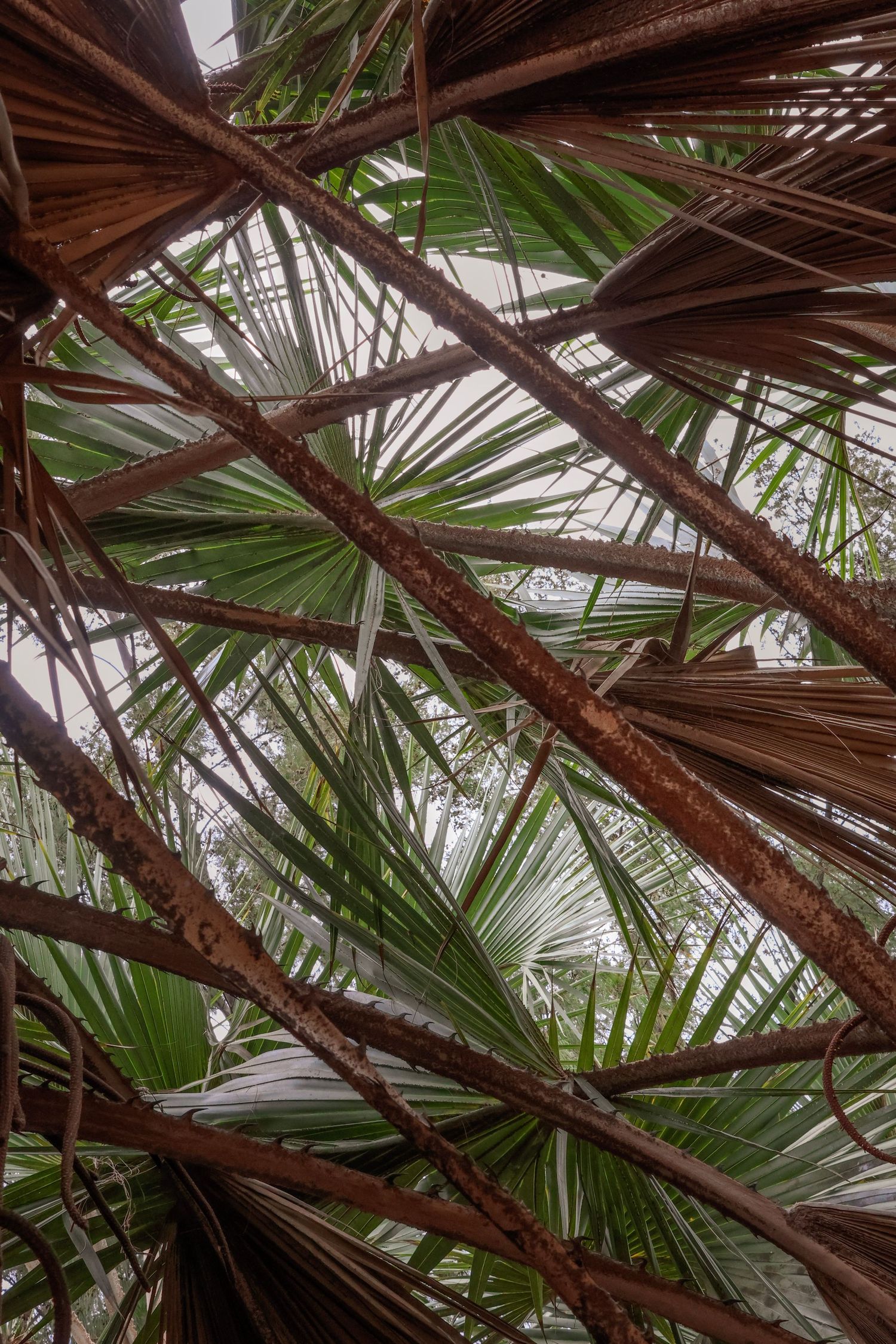 Looking up through palm fronds and metal beams in a greenhouse or conservatory structure.