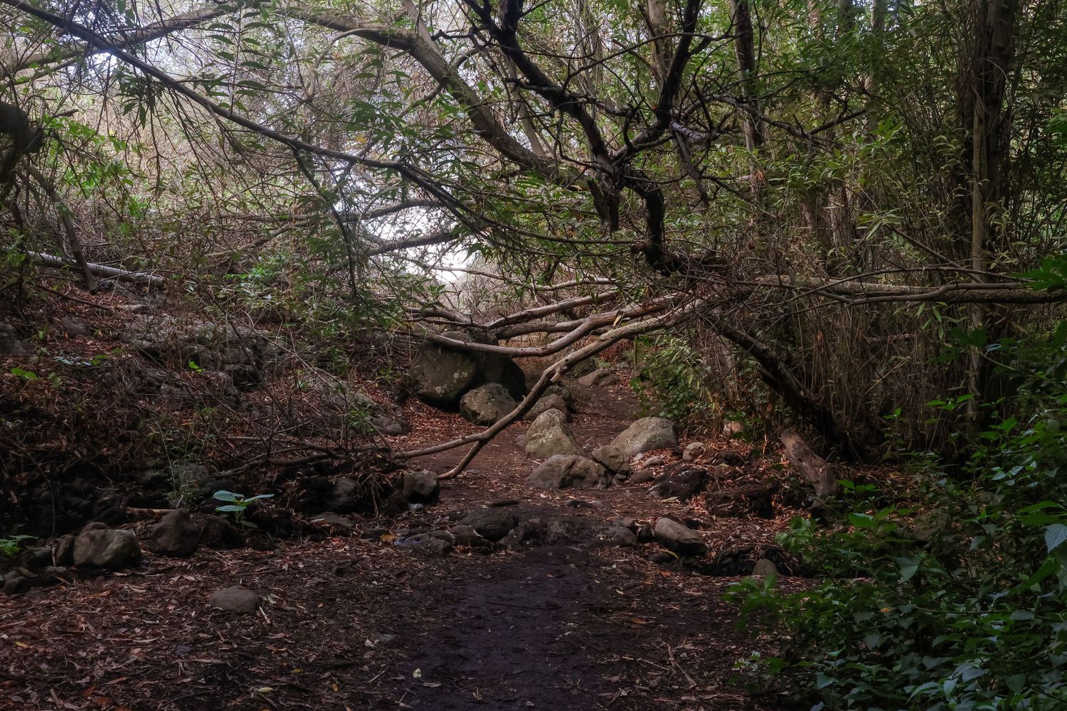 A series of seven forest path images showing a winding dirt trail through dense woodland vegetation and fallen leaves.