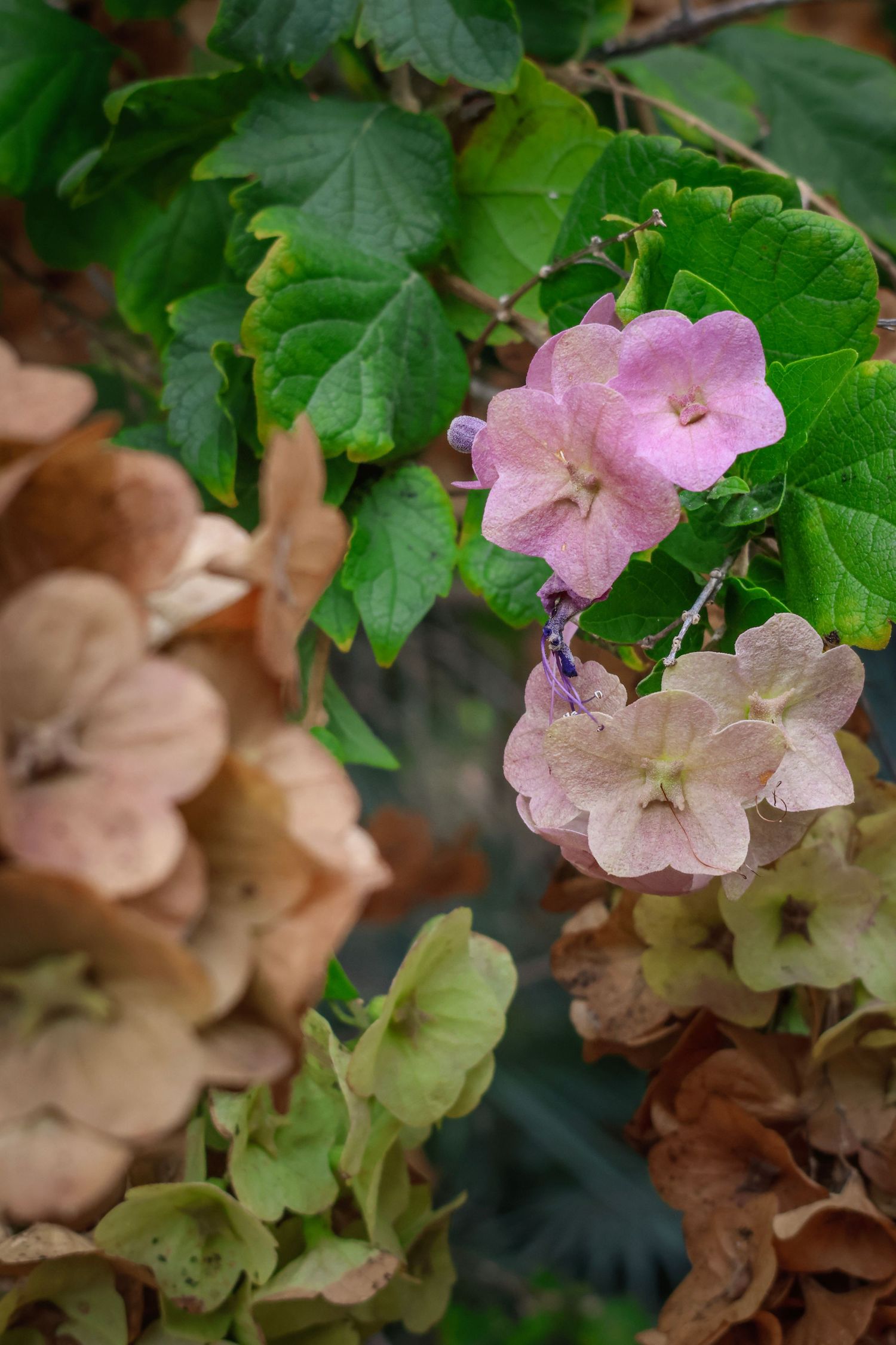 Delicate pink flowers bloom among lush green leaves in a garden setting with soft brown tones in the background.