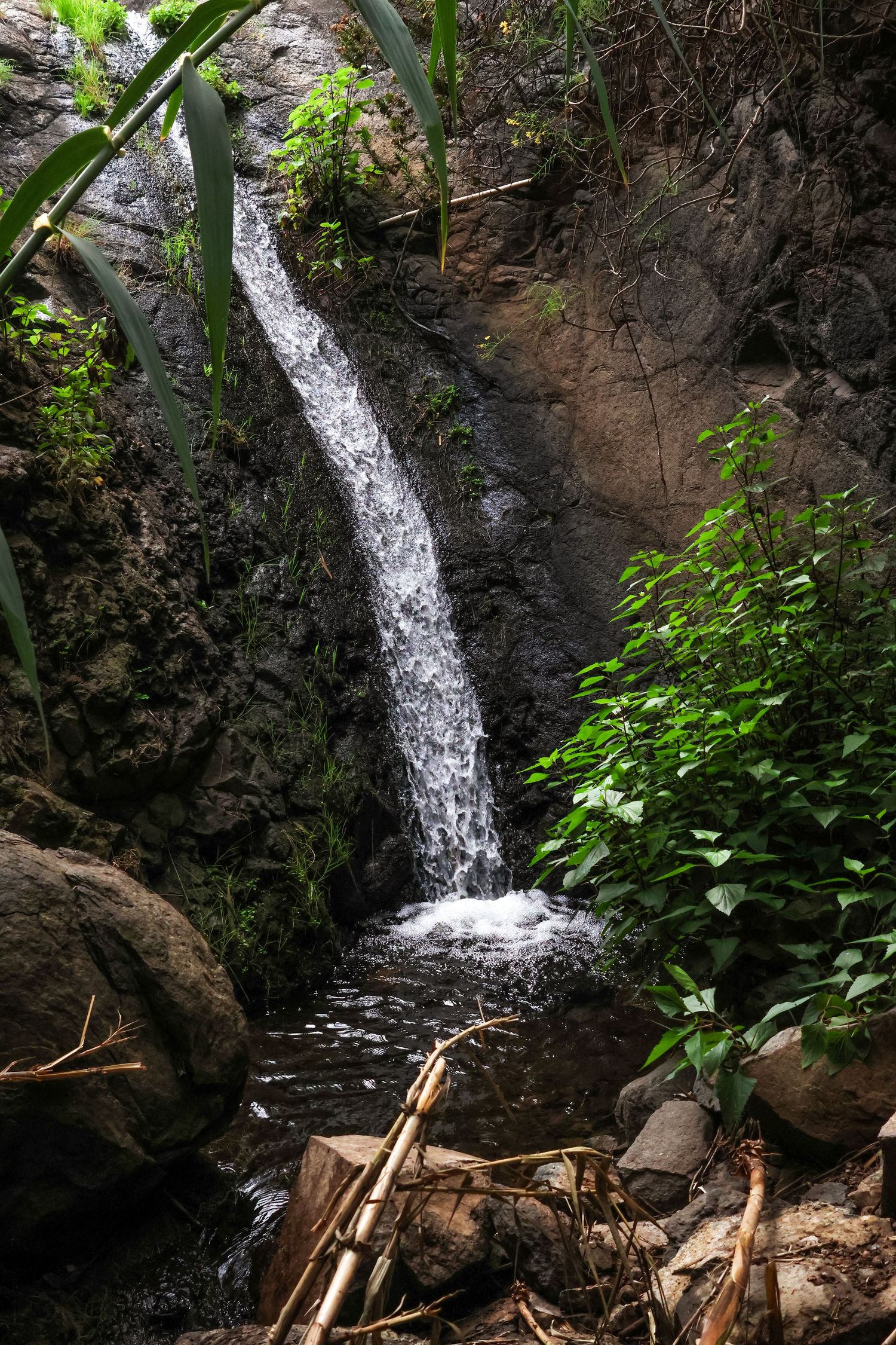 A cascading waterfall flows down dark rocky cliffs surrounded by lush green foliage in a tropical forest setting.