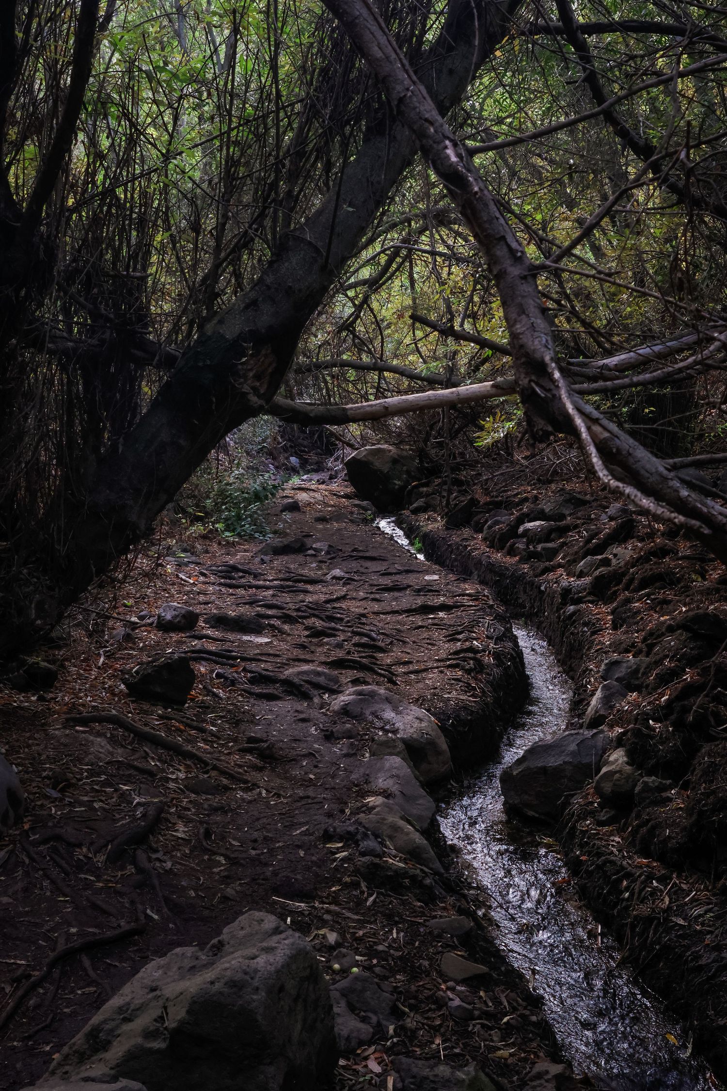 A series of connected photos showing a winding forest trail alongside a small cascading stream through rocky terrain.