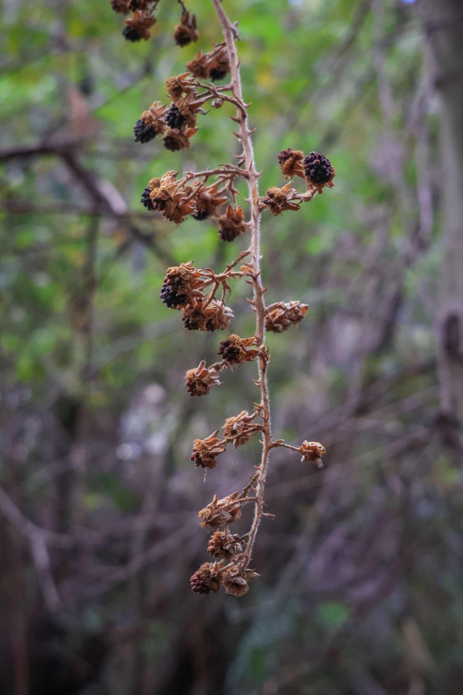 A dried brown plant stem with withered seed pods against a blurred green forest background.