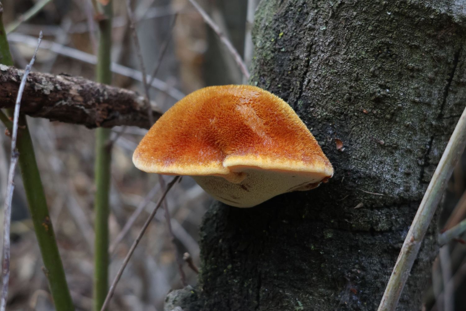 Brown mushrooms growing on the bark of a tree trunk in a forest setting.