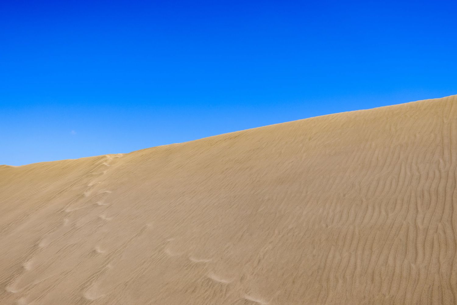 A golden sand dune rises against a vibrant blue sky in a desert landscape.