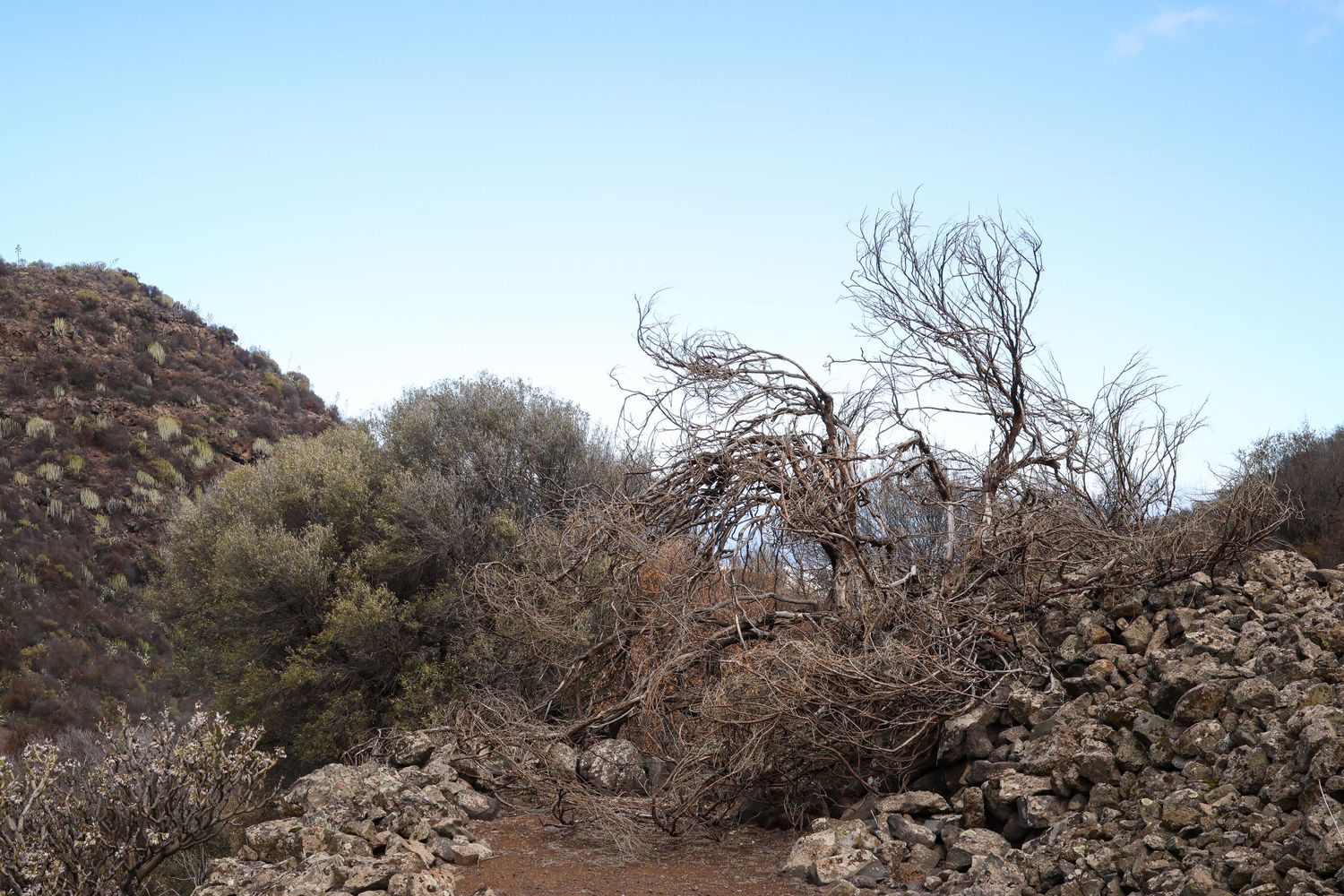 A panoramic view of rugged desert terrain with rocky outcrops and sparse vegetation under a bright sky.