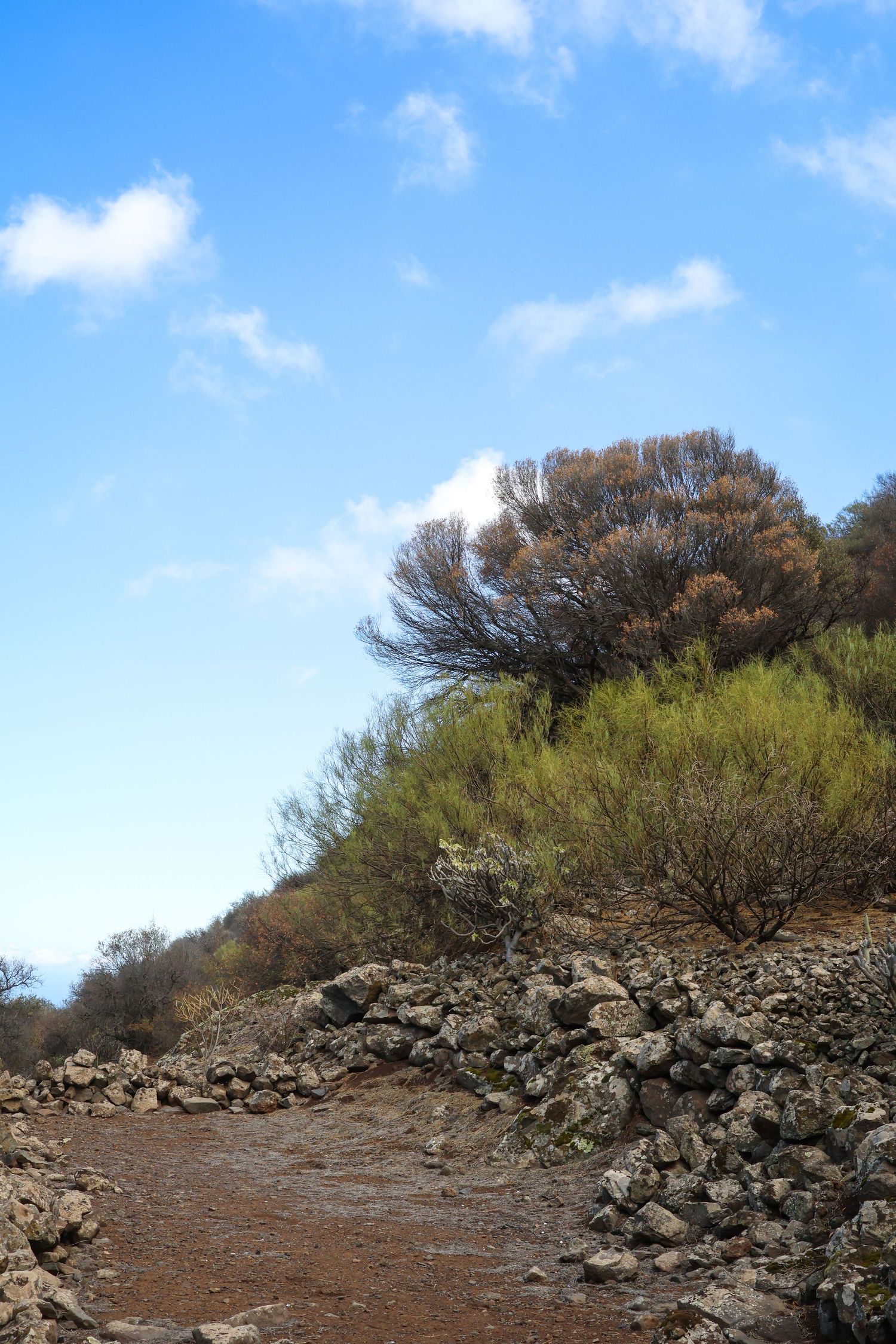 A rocky desert trail winds through arid terrain with sparse vegetation and bushes under a bright blue sky.
