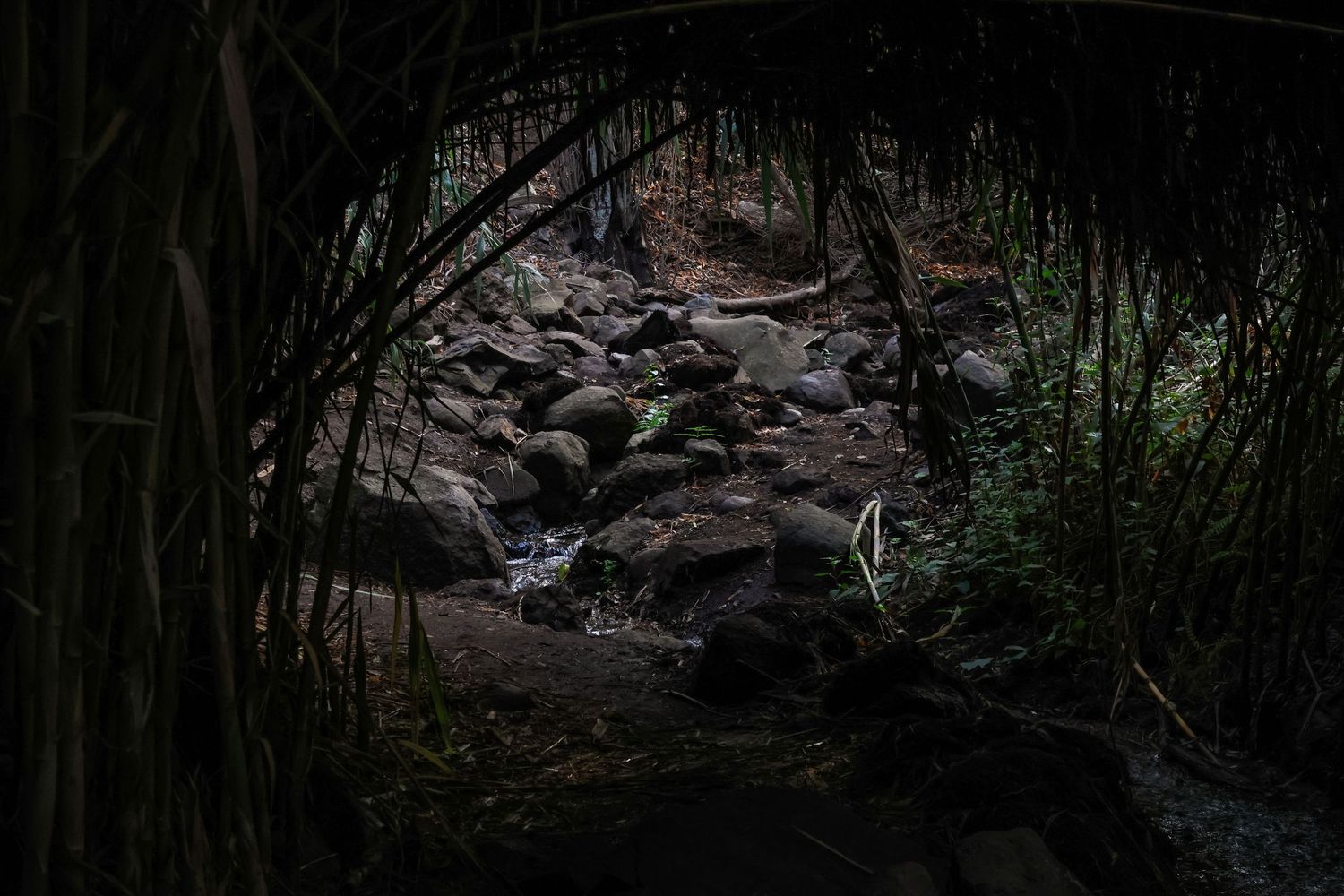 A dark forest stream flows through mossy rocks and fallen logs in a shaded woodland setting.