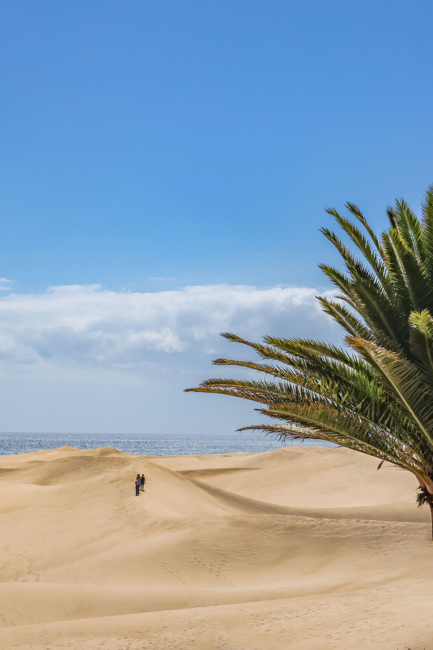 A palm tree stands against a bright blue sky at the edge of rolling sand dunes in a desert landscape.