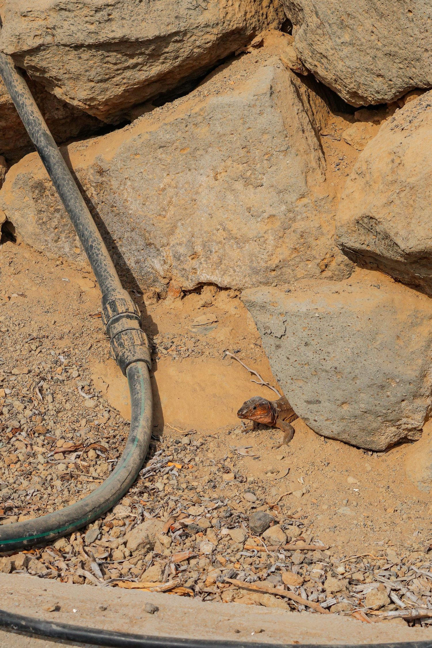 A small brown lizard camouflages against sandy rocks and gravel in a desert environment.