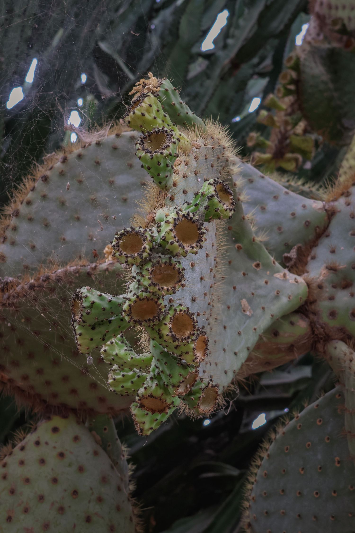 Close-up macro shot of a spiny cactus showing textural details of its thorns and green flesh in natural lighting.