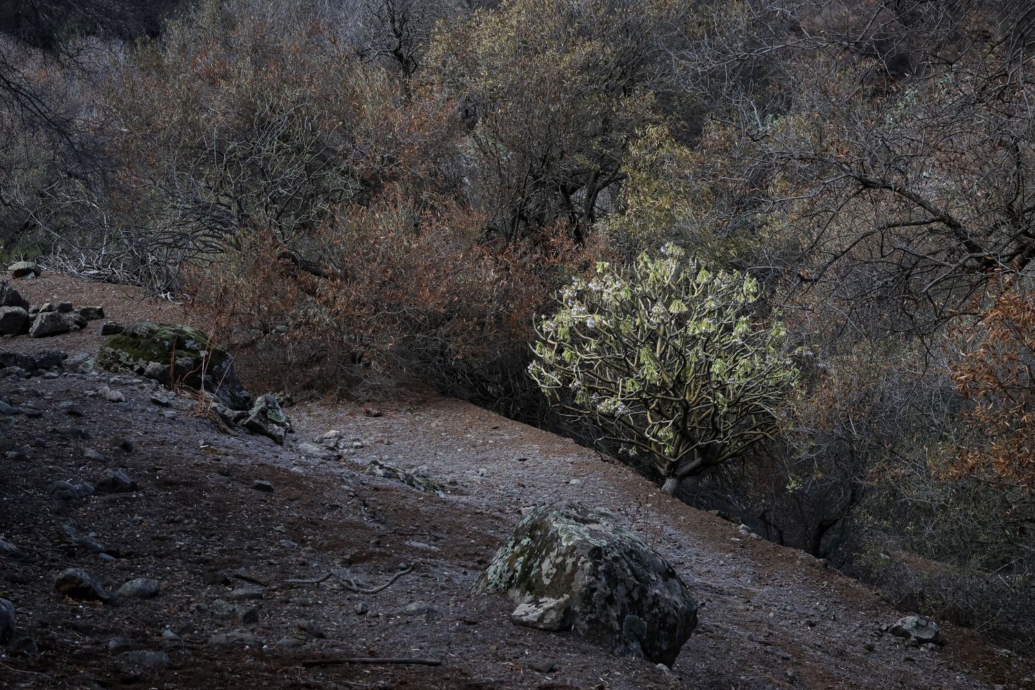 A scenic mountain landscape with rocky terrain and sparse vegetation stretches across multiple connected images.