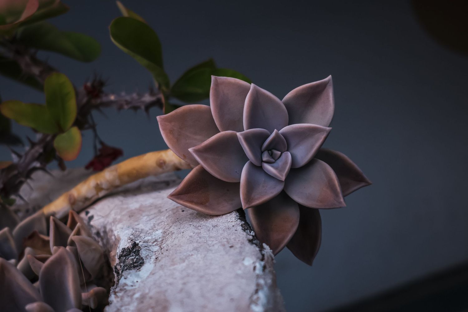 Close-up photography of purple succulent plants with delicate rosette patterns against a dark background.