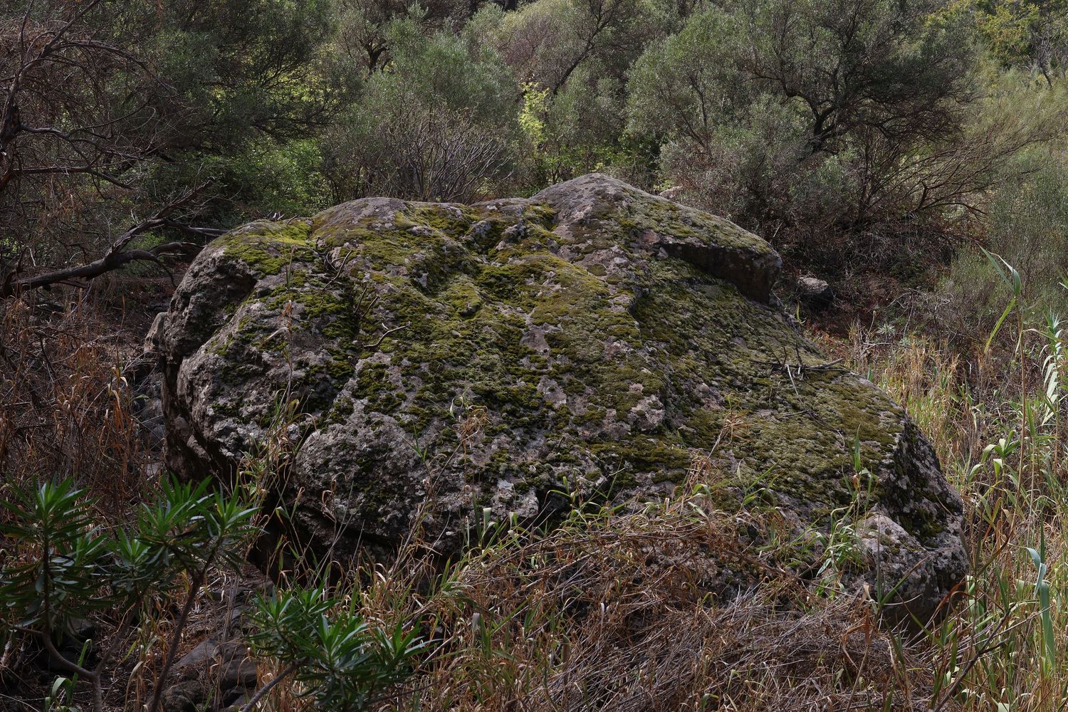 A scenic mountain landscape with dense forest vegetation and rocky cliffs in natural lighting.