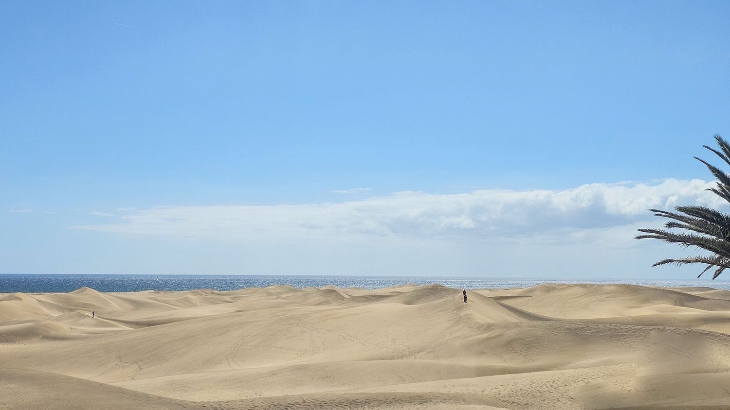 Rolling sand dunes stretch across a vast desert landscape under a bright blue sky with scattered palm trees visible.