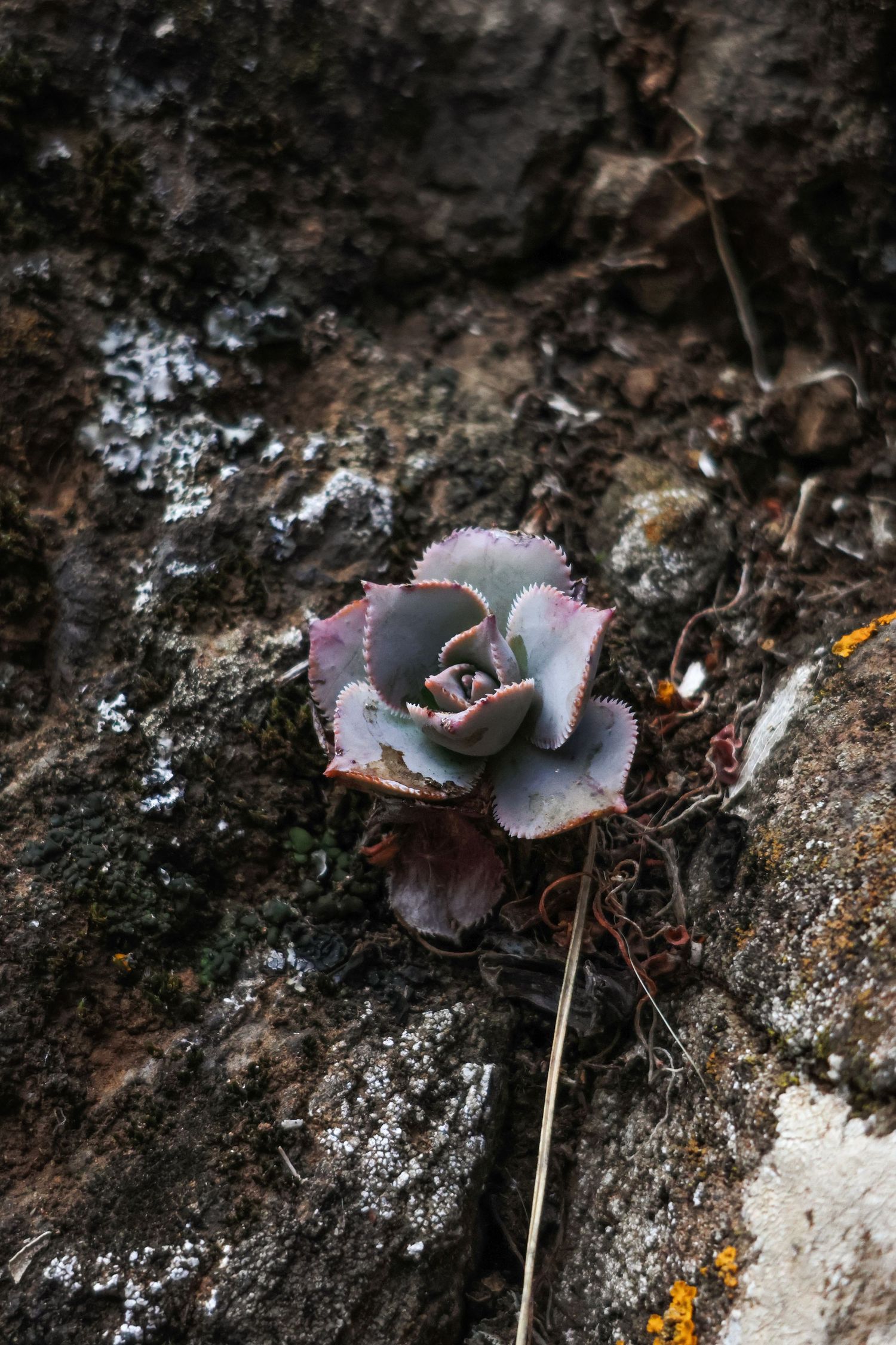 A delicate purple-gray succulent plant growing from rocky soil with a moody dark background.