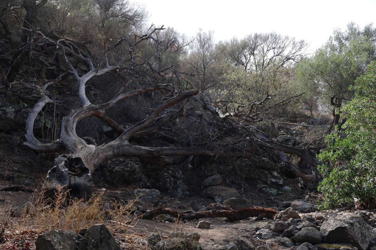 Panoramic view of a rugged volcanic landscape with twisted tree branches against a cloudy sky.