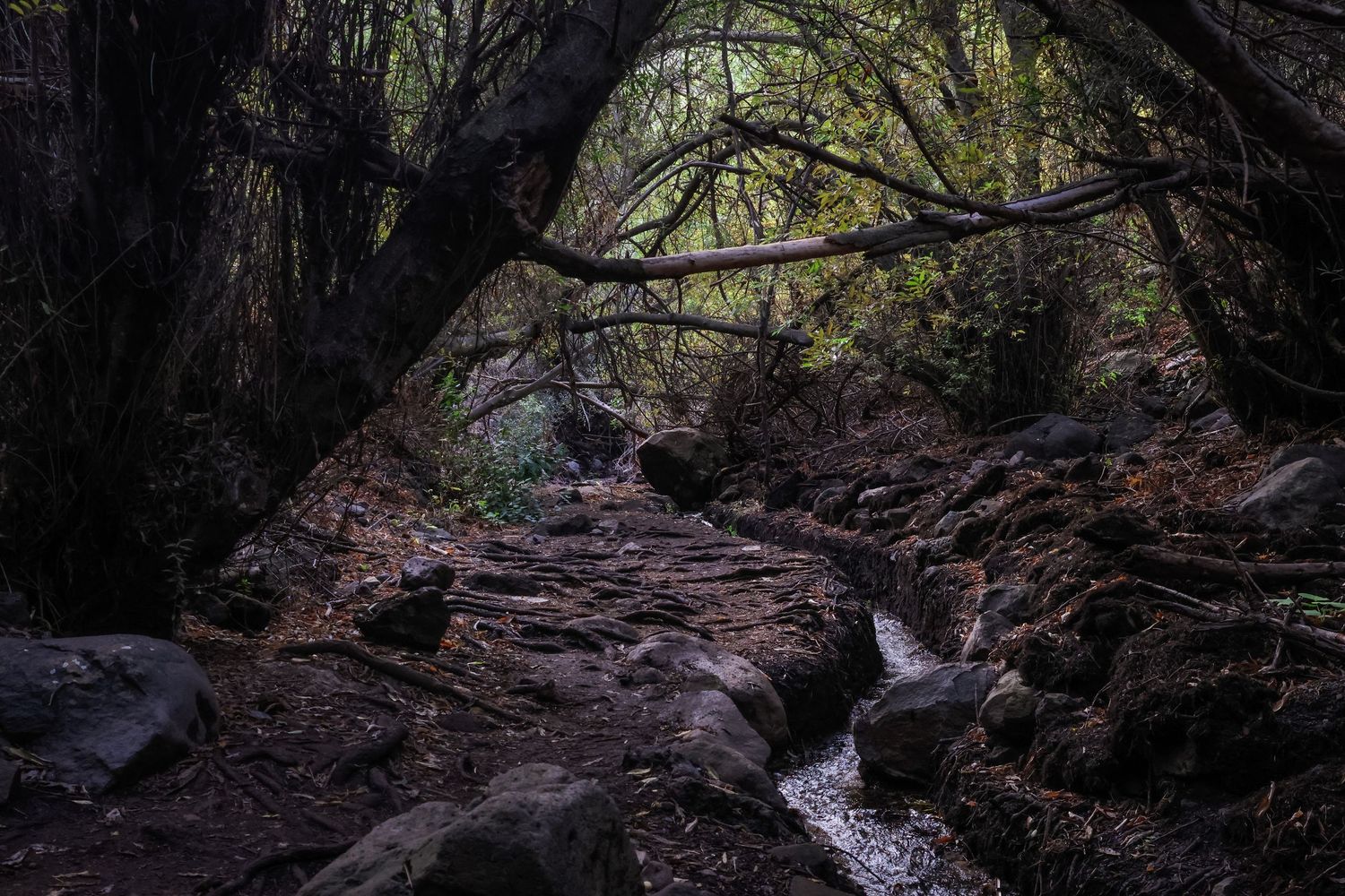 A scenic forest stream flows through dark mossy rocks in a mystical woodland setting.