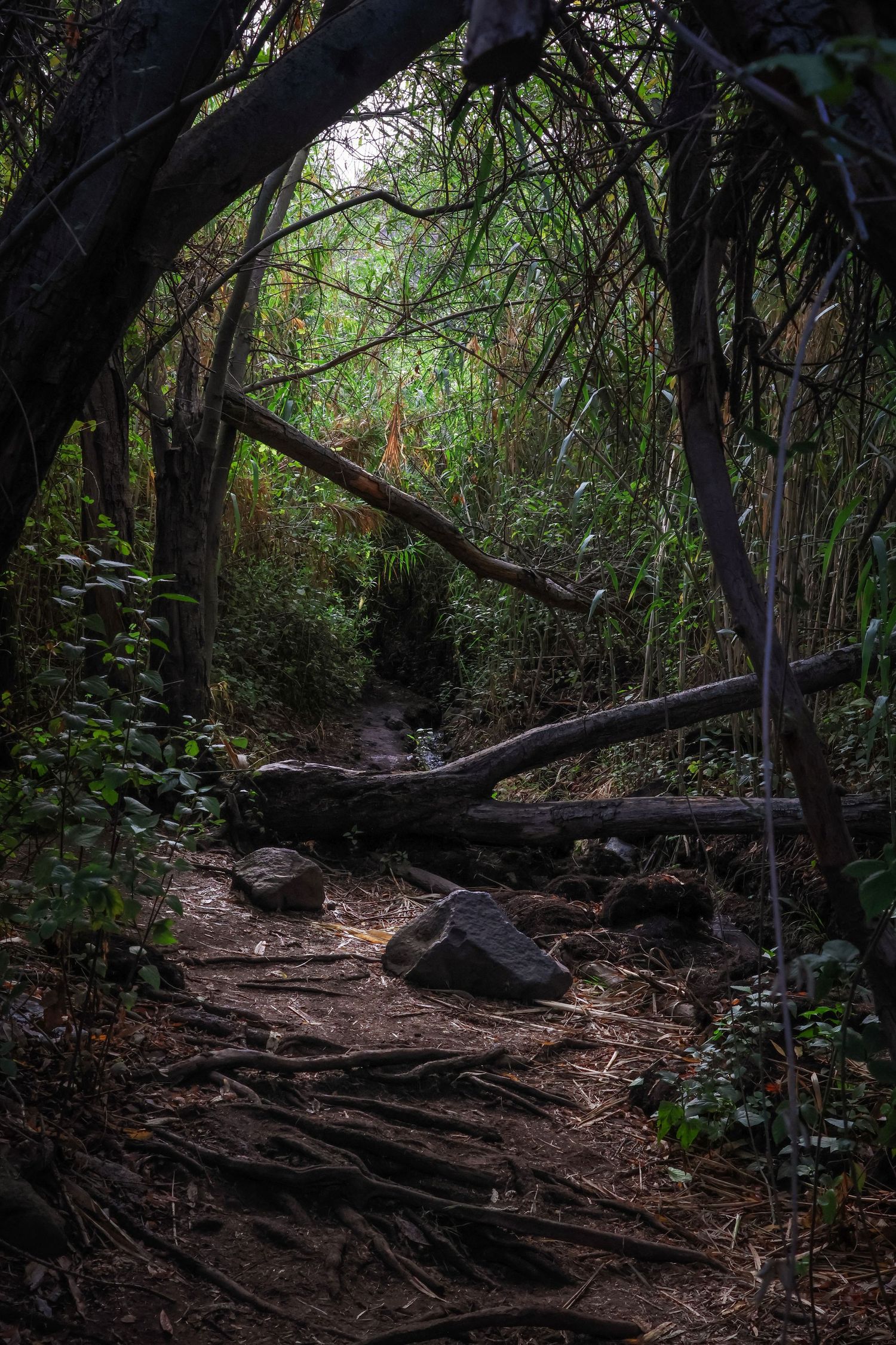 A dark and winding dirt trail meanders through a dense forest with overhanging branches and scattered rocks.