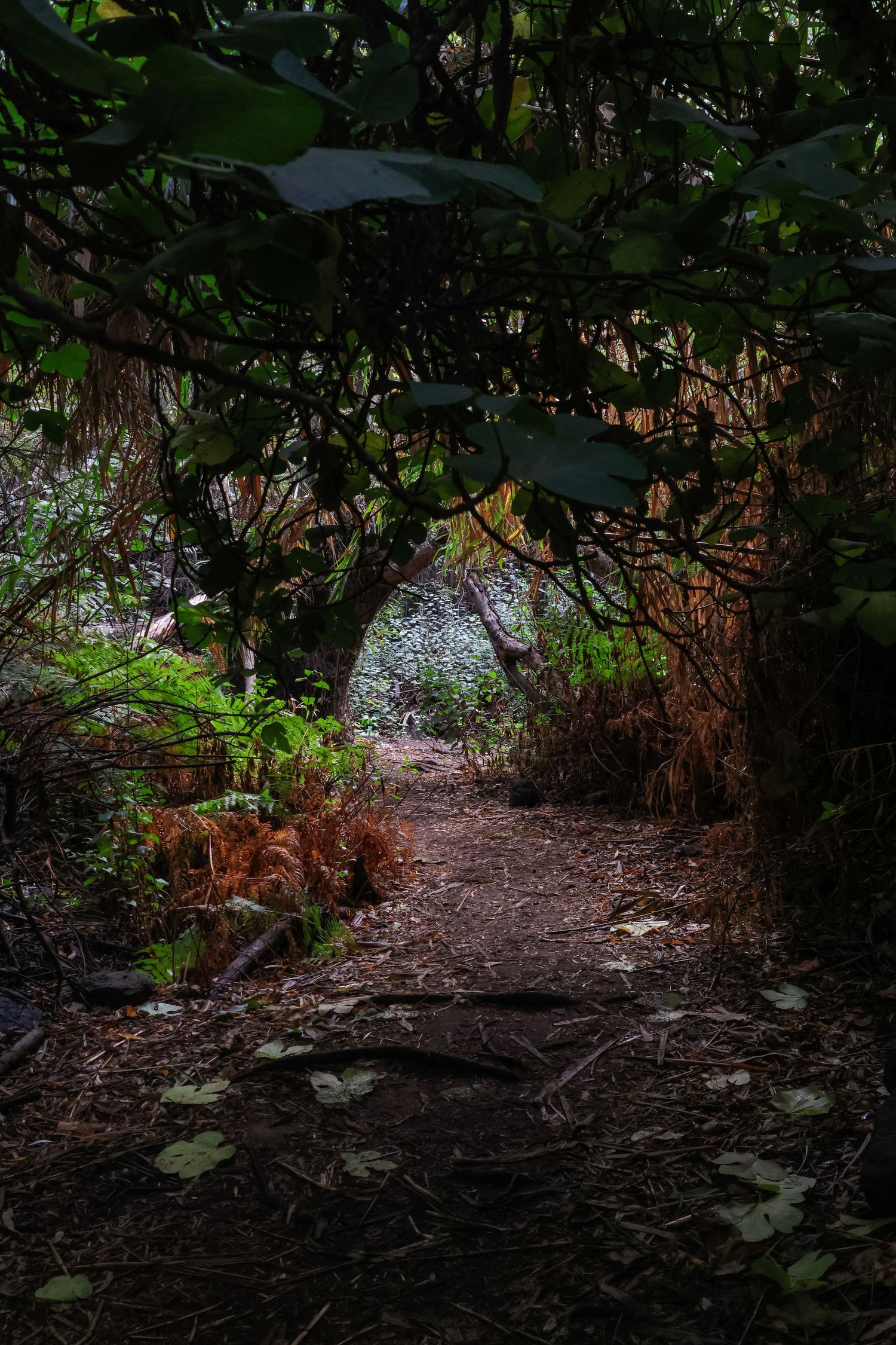 A dark forest path with dappled sunlight filtering through dense foliage and fallen leaves on the ground.
