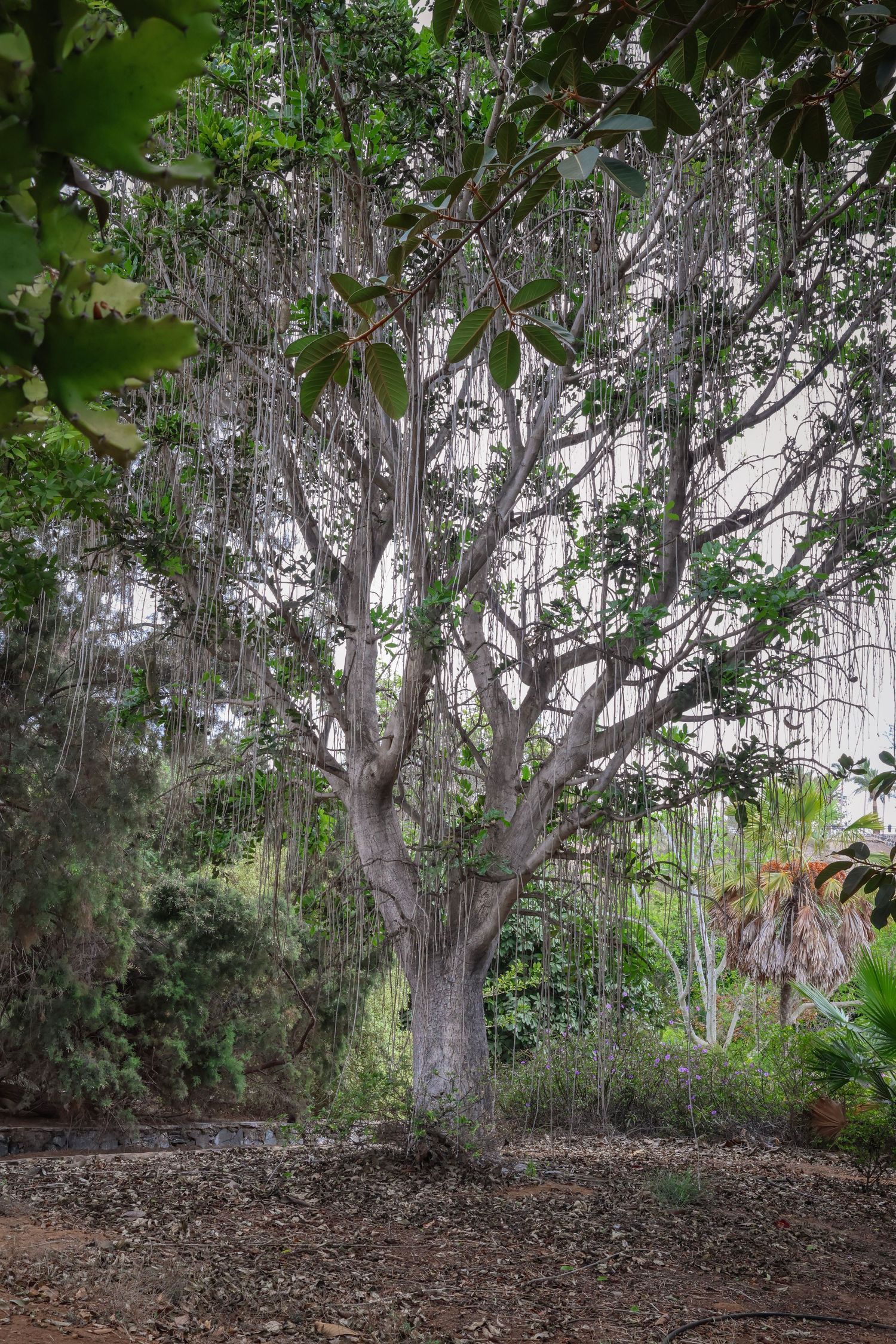 A series of six connected photos showing a large tree with hanging branches and dense foliage in a wooded outdoor setting.