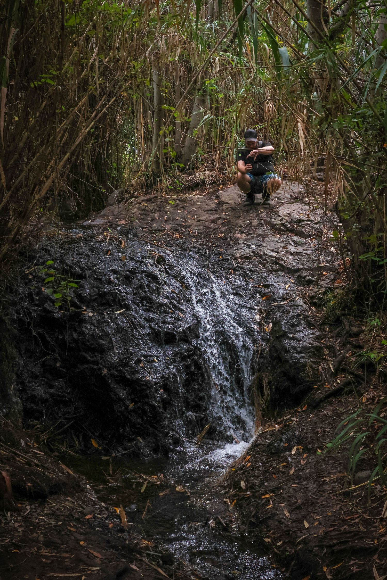 Small cascading waterfall flows down dark rocky terrain surrounded by dense forest vegetation.