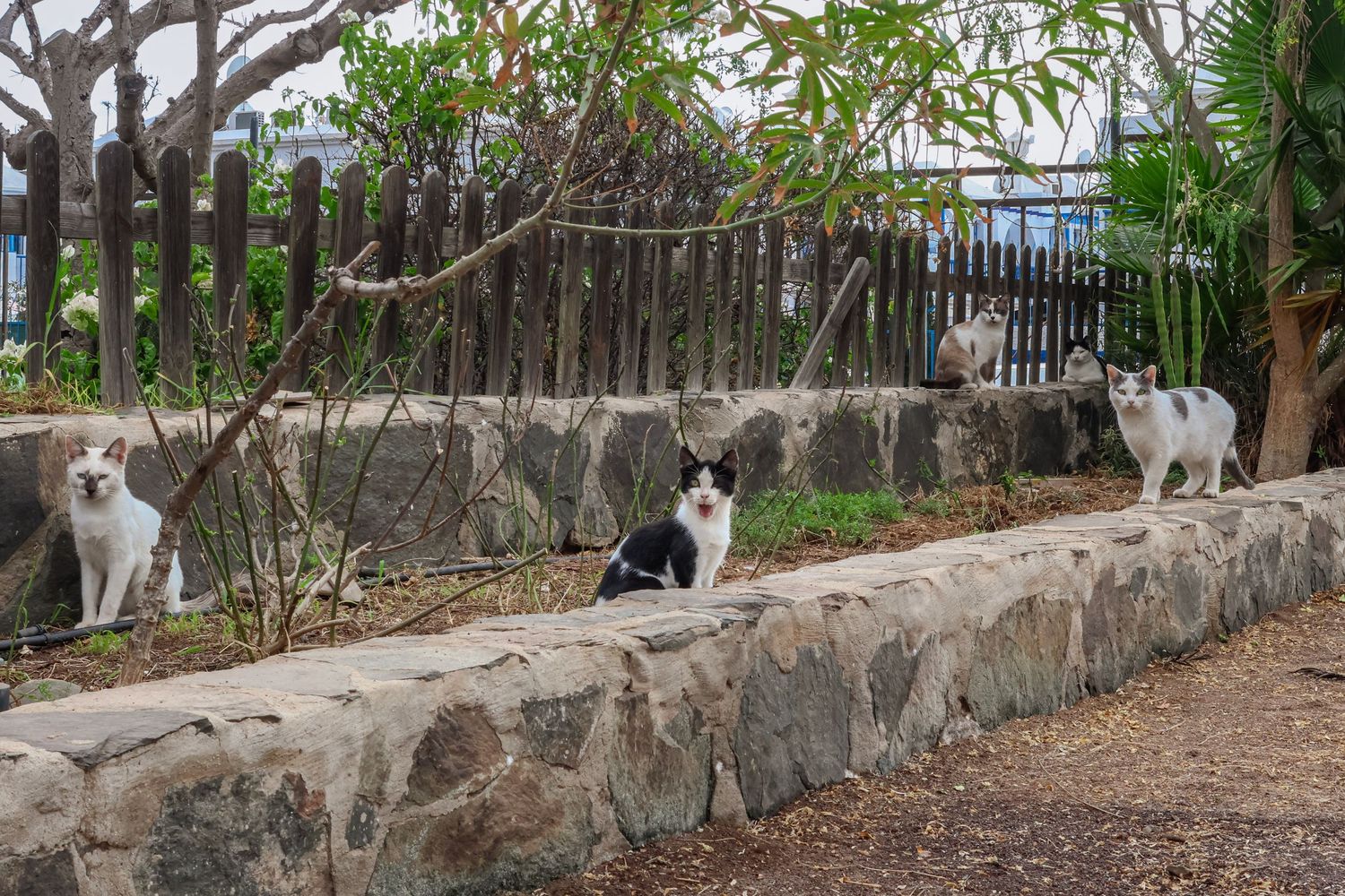 Three cats lounge along a stone garden wall bordered by tropical plants and trees on a sunny day.