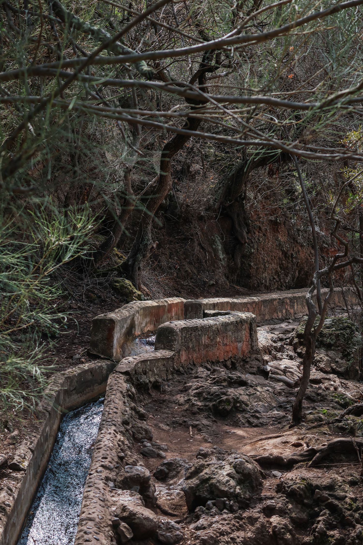 A rustic water channel flows through a wooded area with exposed tree roots and rocky terrain.