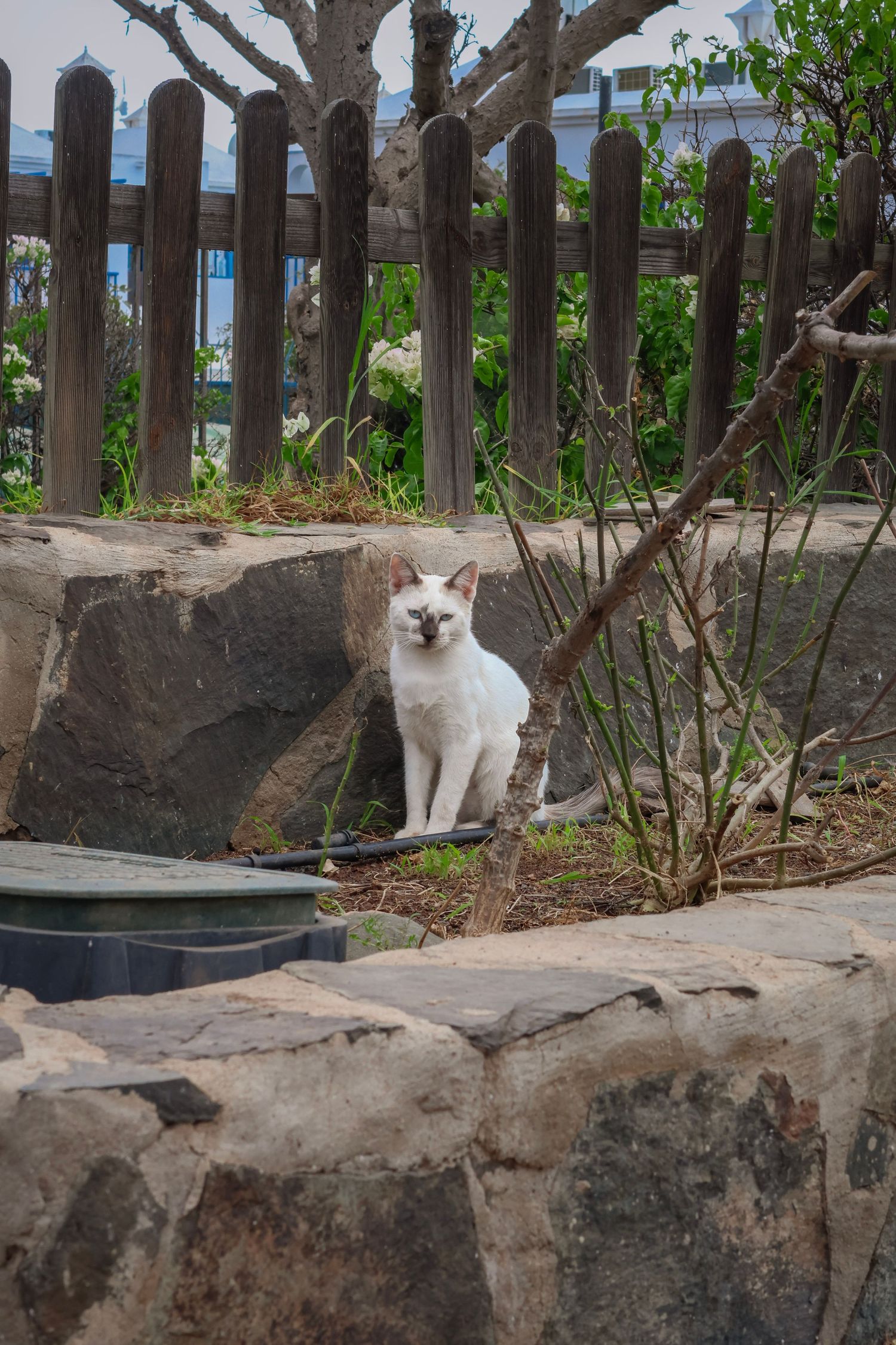 White cat perched on stone wall near wooden fence in garden setting.