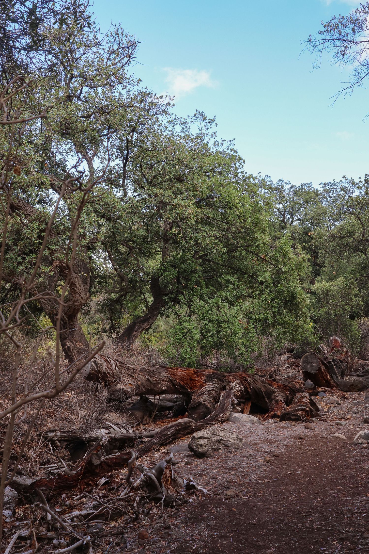 A panoramic view of fallen trees and debris scattered across dry soil in a wooded area under blue sky.