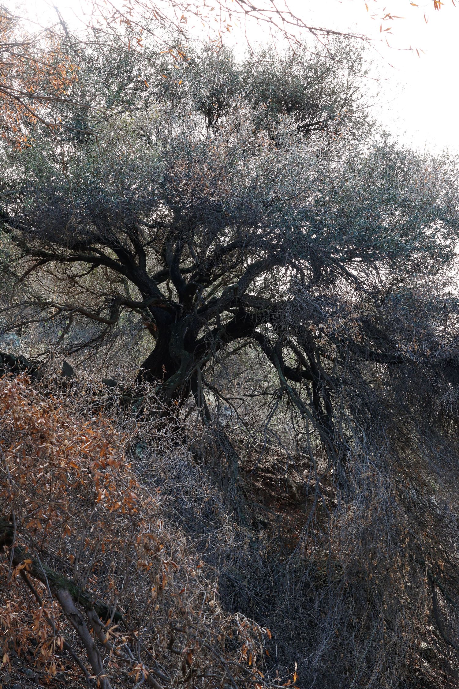 Silhouetted gnarled tree branches create a moody atmospheric scene against a misty gray and orange sky.