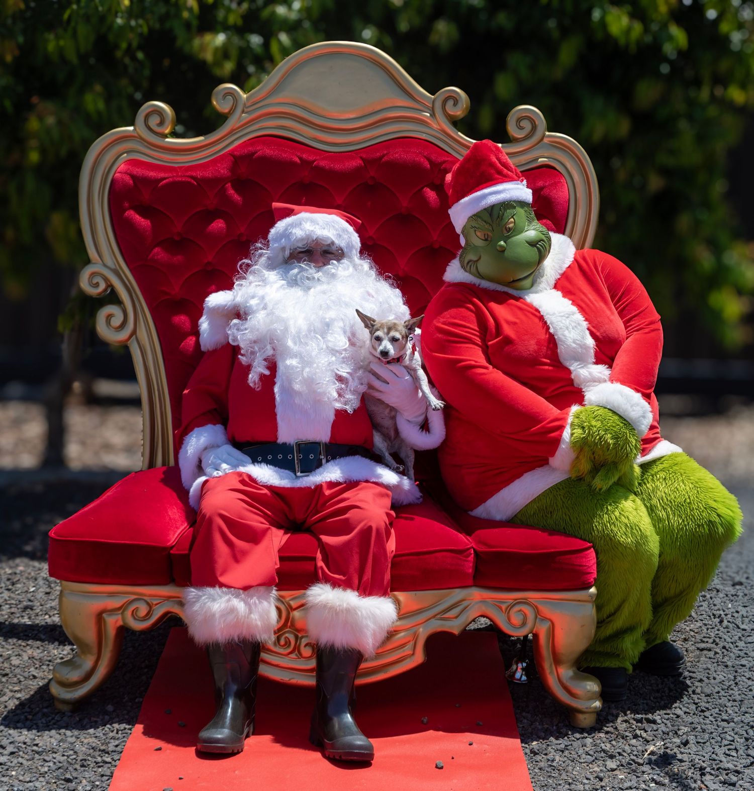 Chihuahua in Santa costume Melbourne Christmas pet photography by kaptured.by.Priya