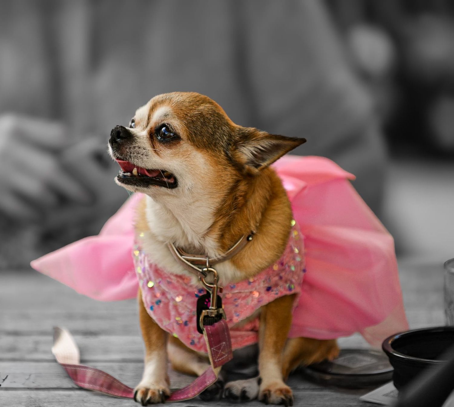 Dog portrait Melbourne pet photography event by kaptured.by.Priya