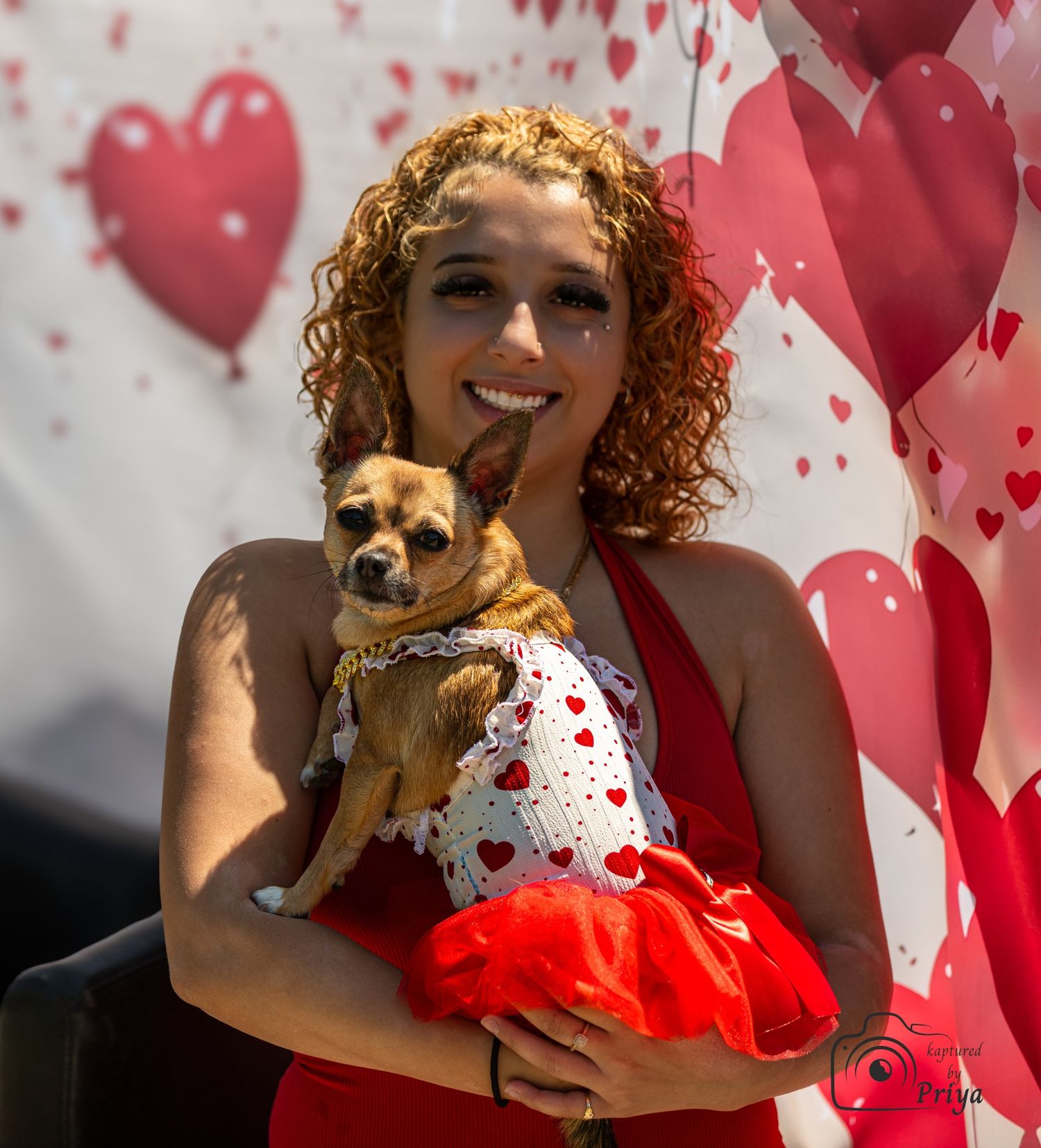 Chihuahua portrait Melbourne pet photography event by kaptured.by.Priya