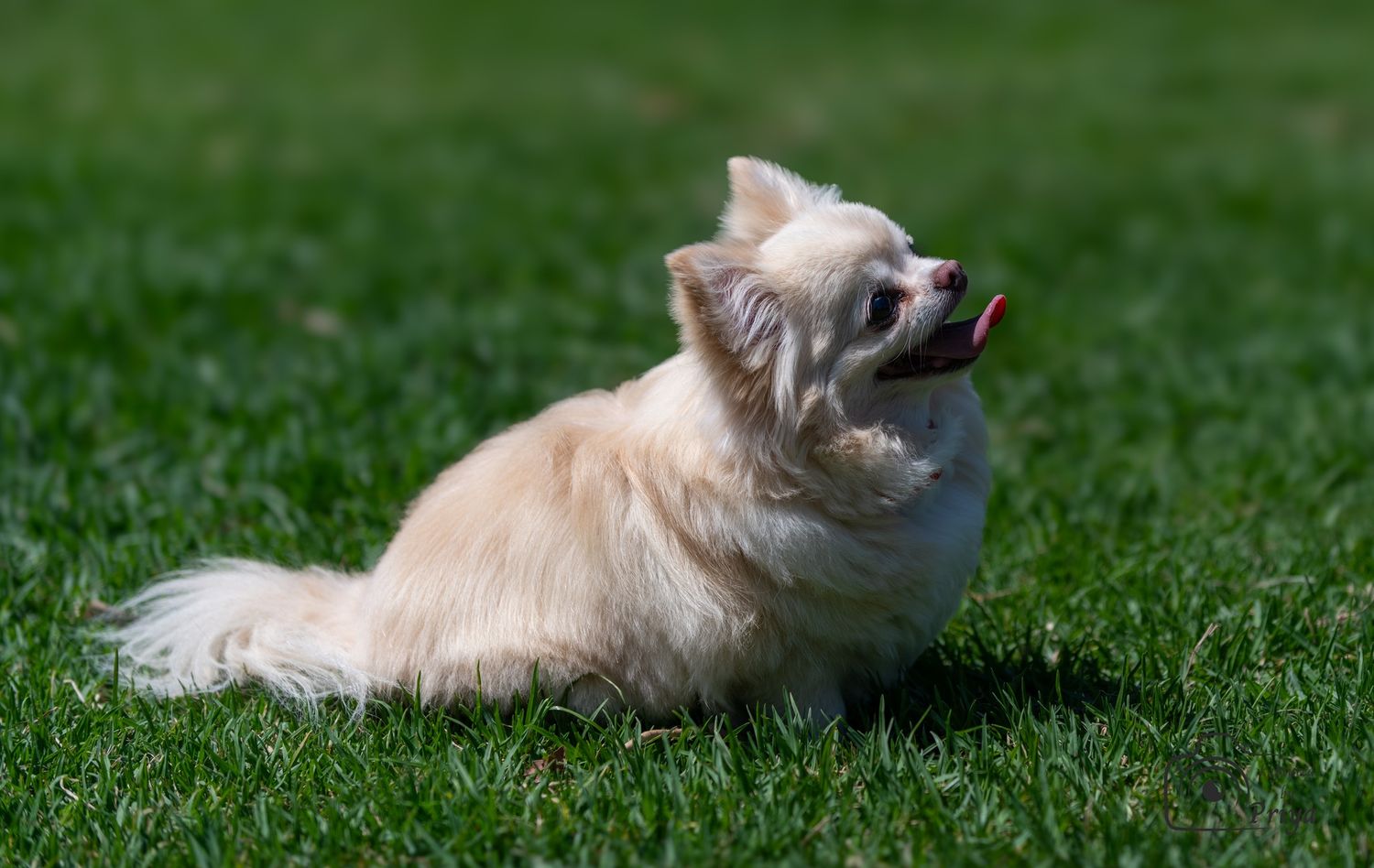 Fluffy dog portrait Melbourne pet photography by kaptured.by.Priya