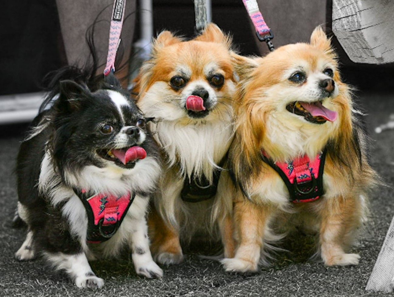Melbourne pet photography event by kaptured.by.Priya
