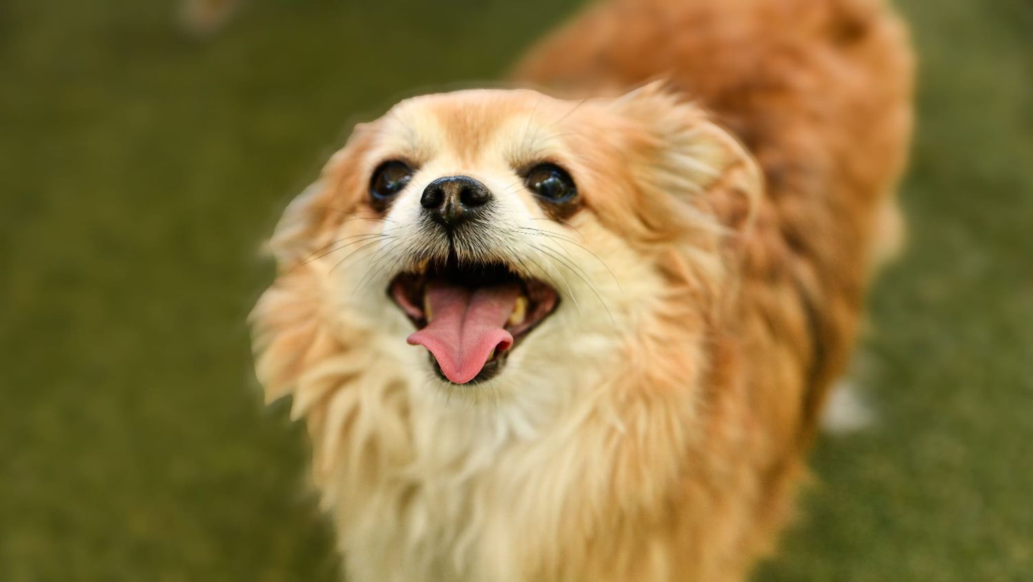 Golden Pomeranian portrait Melbourne pet photography by kaptured.by.Priya