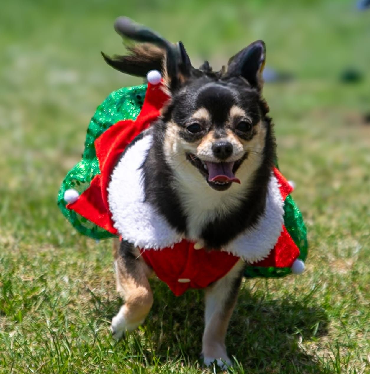 Dog in Christmas outfit Melbourne festive pet photography by kaptured.by.Priya