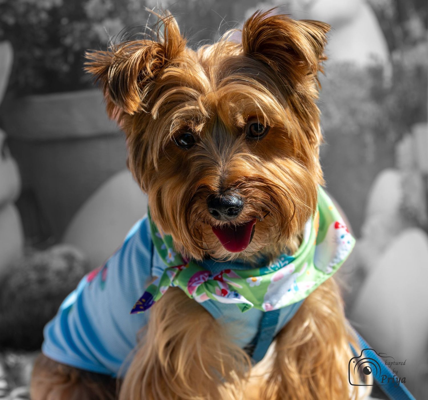 Yorkshire Terrier in Hawaiian shirt Melbourne pet photography event by kaptured.by.Priya