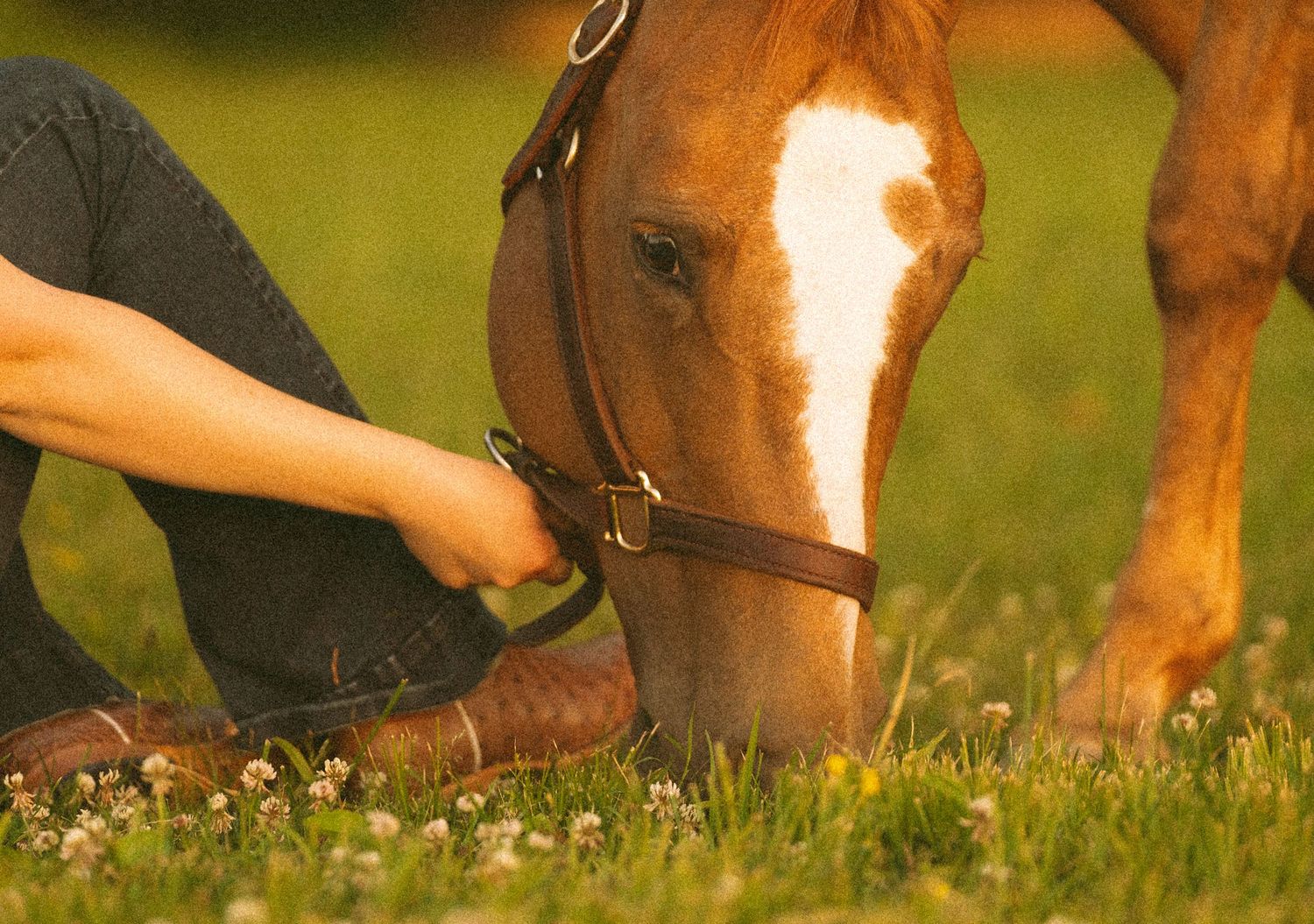 Isabella Lumley Photography Horse and Girl