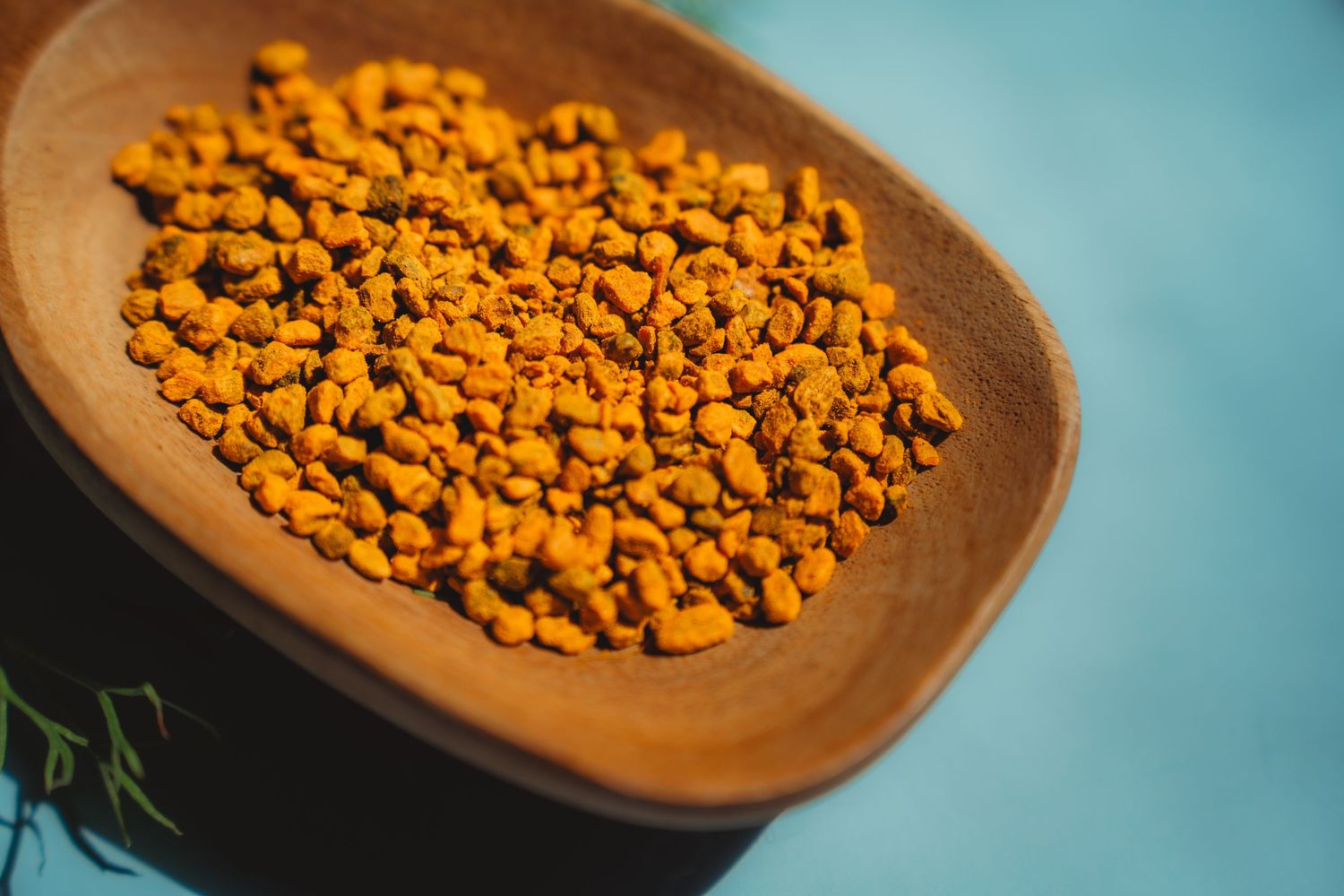 Golden fenugreek seeds piled in a rustic wooden bowl on a bright blue background.