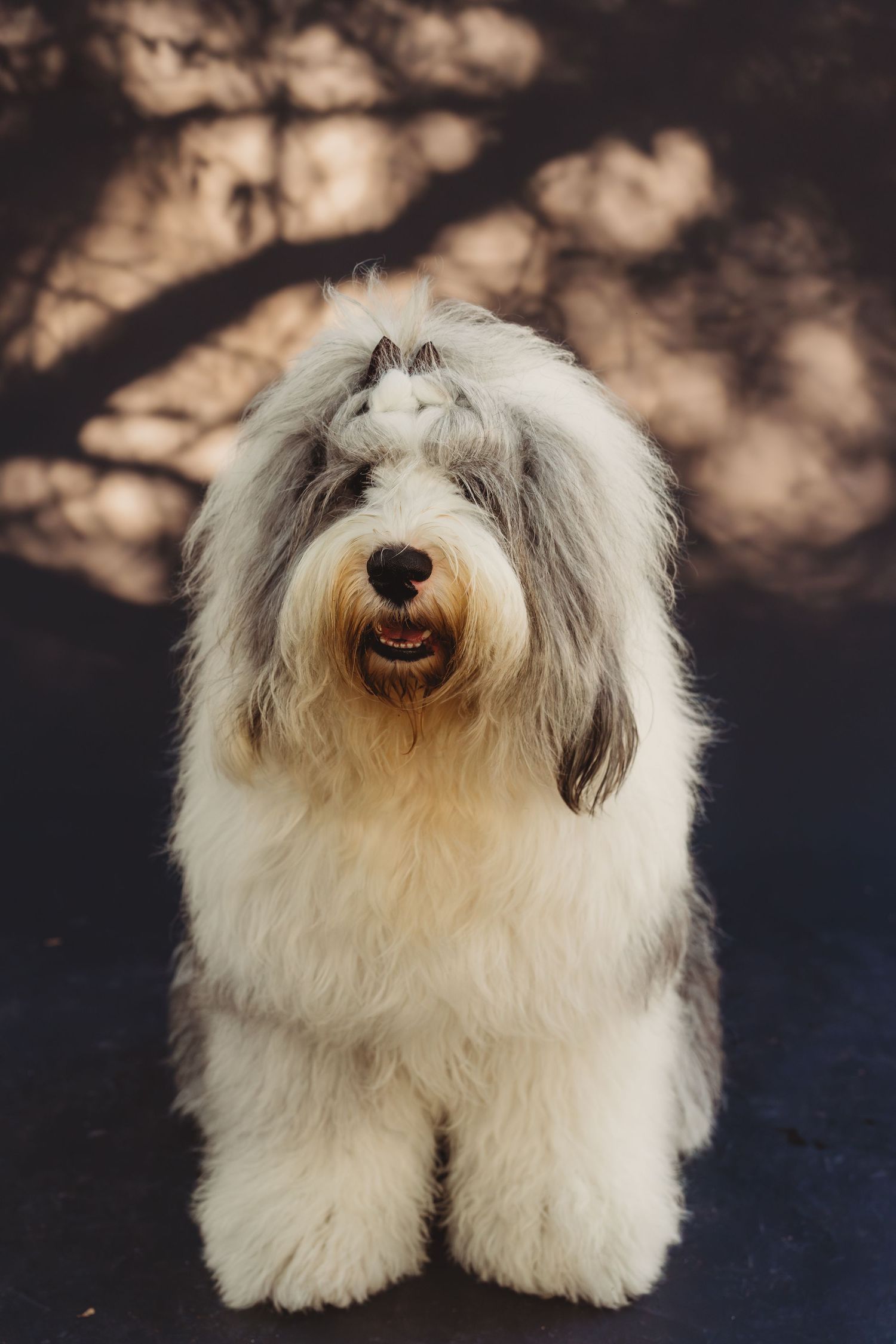 Fluffy Old English Sheepdog with gray and white coat sitting and smiling in dappled sunlight.