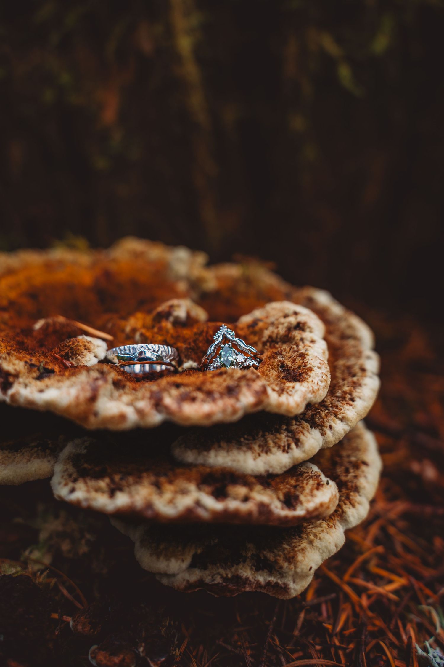 Two silver wedding rings resting on layered bracket fungi growing on a forest floor.