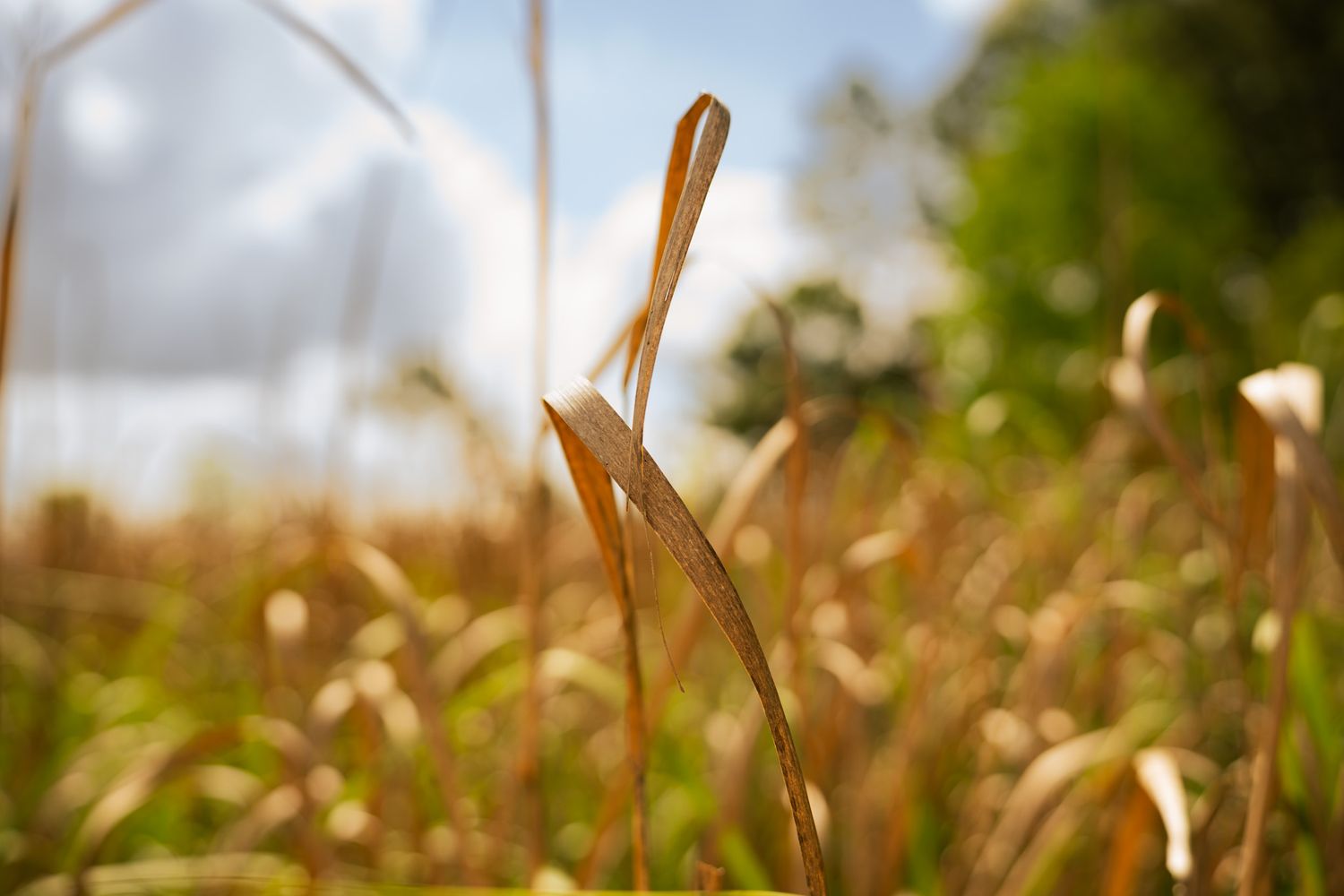 Close-up of golden dried grass stalks in a sunlit field with green trees and blue sky in the background.
