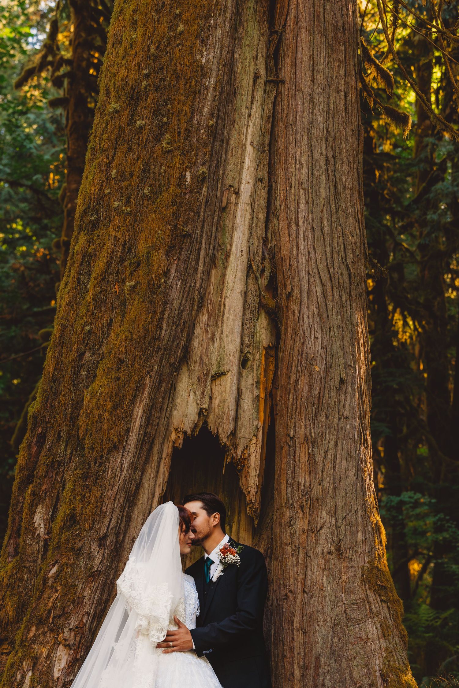 Bride and groom sharing an intimate moment against a massive cedar tree in a lush forest wedding portrait.