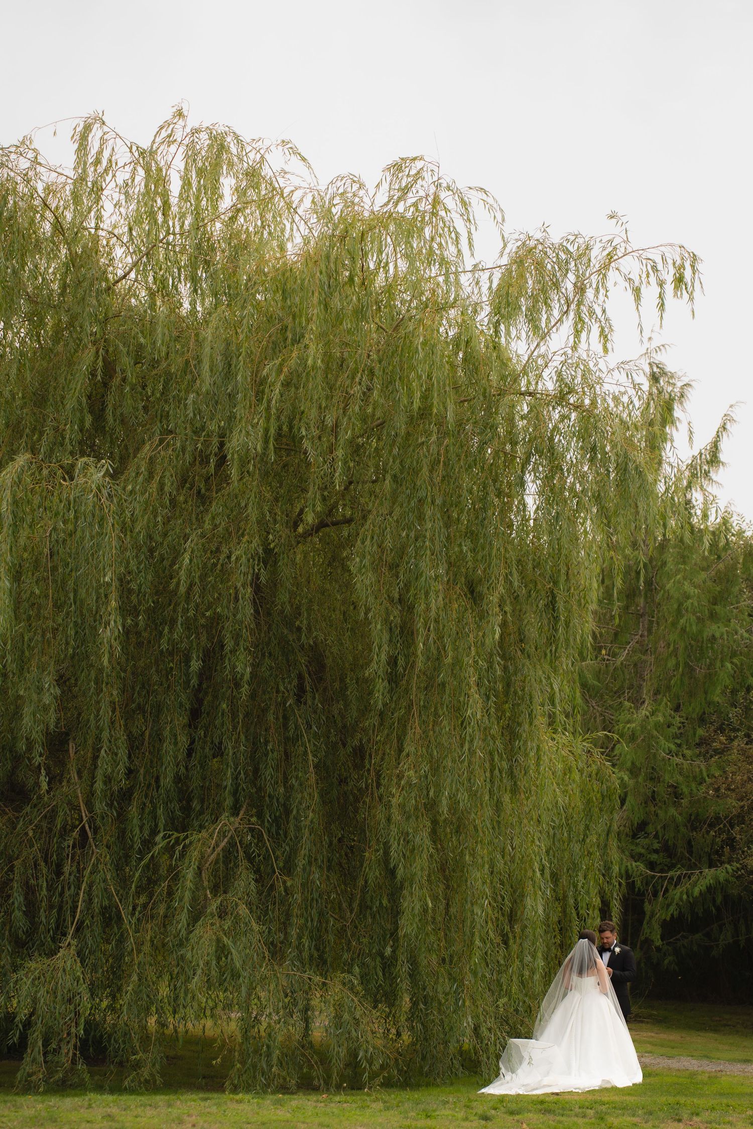 Bride and groom embracing beneath a large weeping willow tree in a lush green park setting.