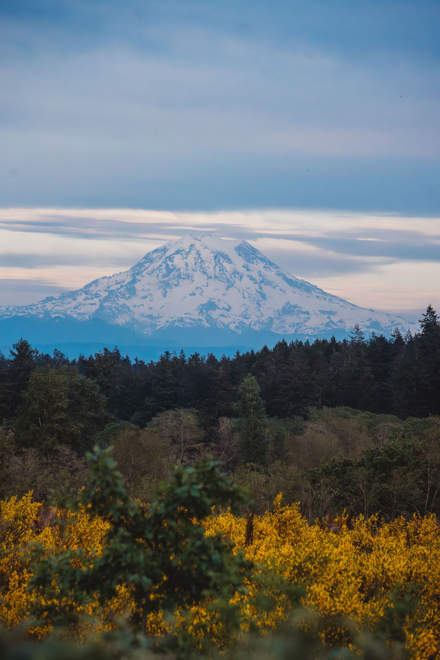 Snow-capped Mount Rainier rises above dense evergreen forest and golden wildflowers under a cloudy blue sky.