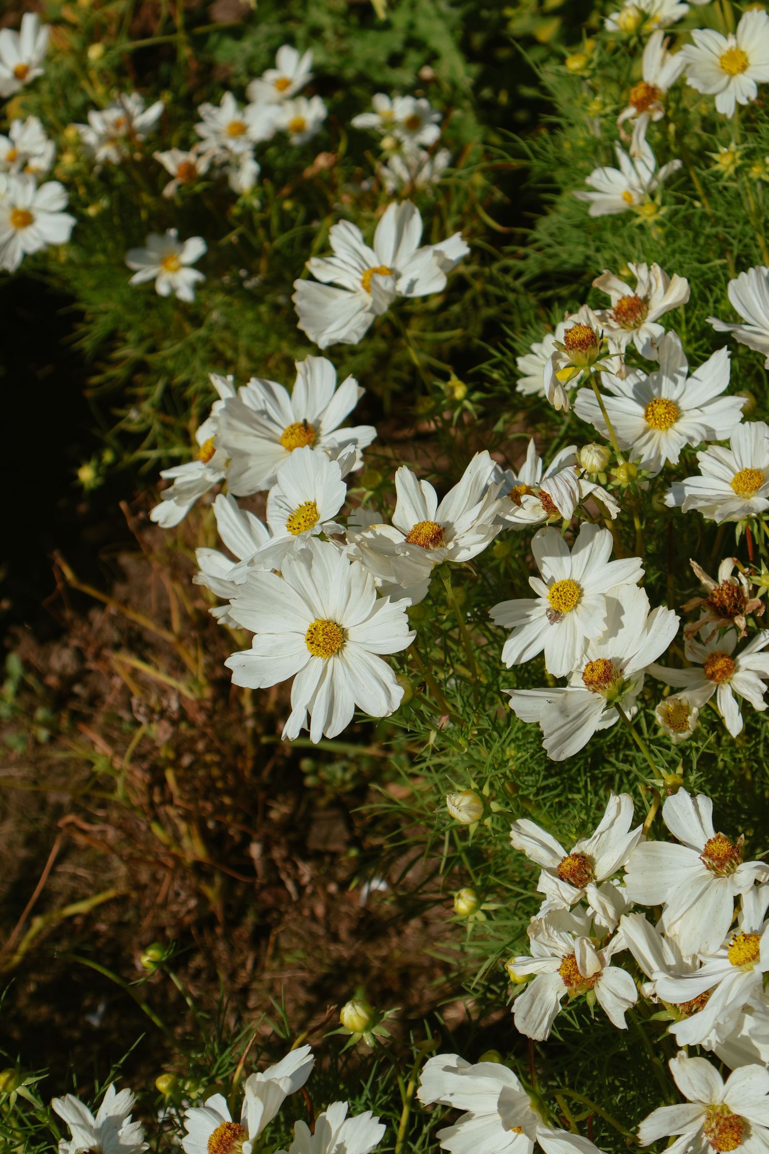 White cosmos flowers bloom abundantly in a garden setting with delicate petals and yellow centers.