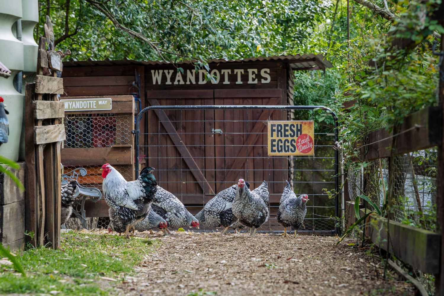 Chicken coop with Wyandotte sign and multiple chickens in rustic backyard farm setting in Springwood, Blue Mountains.