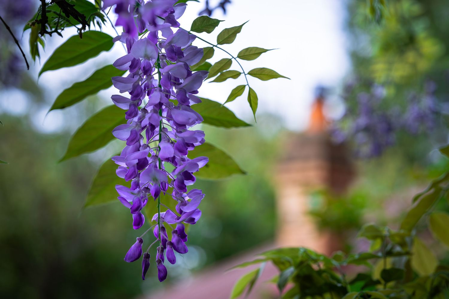 Purple wisteria flowers cascade gracefully from green foliage with a blurred garden background.