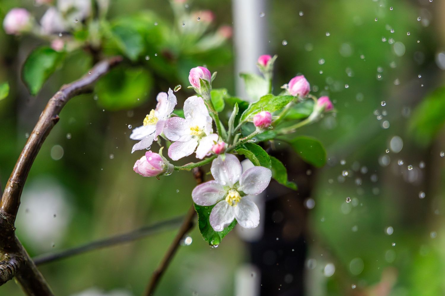 Delicate apple blossoms blooming on branch with soft bokeh effect and pink petals in Springwood, Blue Mountains.